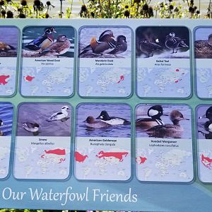 Rosamond Gifford - Waterfowl in pond