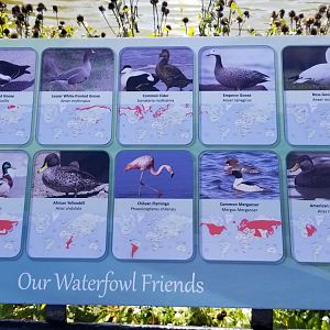 Rosamond Gifford - Waterfowl in pond