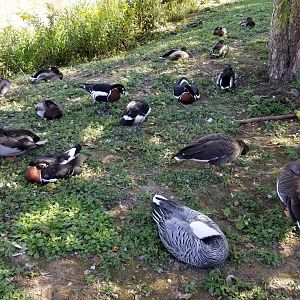Rosamond Gifford - Pond waterfowl