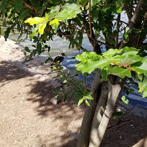 Rosamond Gifford - Pond waterfowl