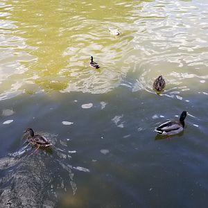 Rosamond Gifford - Pond waterfowl