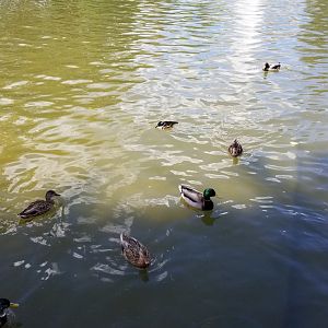 Rosamond Gifford - Pond waterfowl