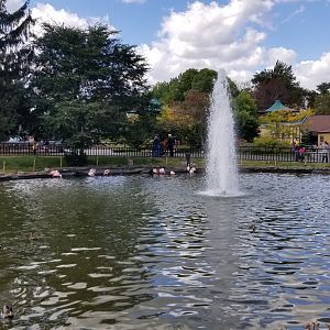 Rosamond Gifford - Flamingos in pond