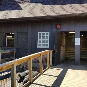 Rosamond Gifford - Barn, guinea hogs