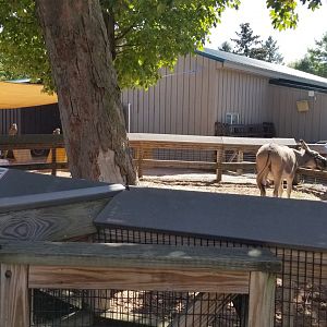 Rosamond Gifford - Donkey