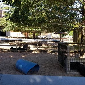 Rosamond Gifford - Sheep