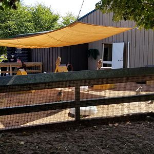 Rosamond Gifford - Bird of prey