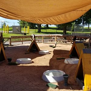 Rosamond Gifford - Birds of prey