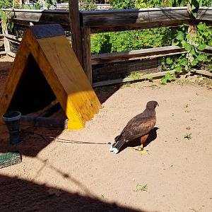 Rosamond Gifford - Birds of prey