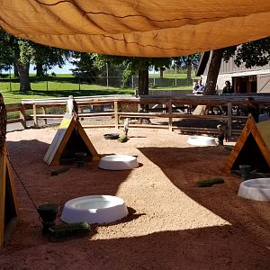 Rosamond Gifford - Birds of prey