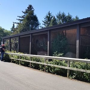 Rosamond Gifford - Aviaries