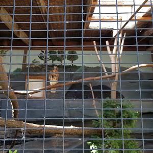 Rosamond Gifford - Red-tailed hawk