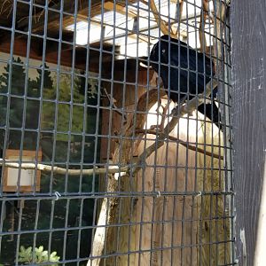 Rosamond Gifford - White-necked raven