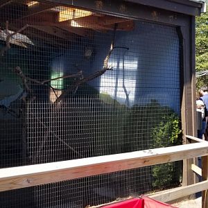 Rosamond Gifford - Barred owl