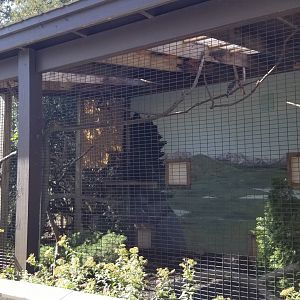 Rosamond Gifford - Turkey vulture, red-billed blue magpie
