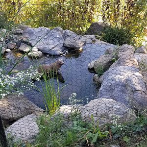 Rosamond Gifford - Otter statue in Blue crane exhibit