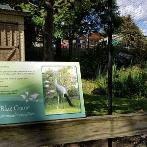 Rosamond Gifford - Blue crane exhibit