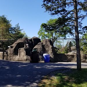 Rosamond Gifford - Andean bear