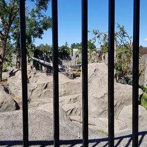 Rosamond Gifford - Andean bear