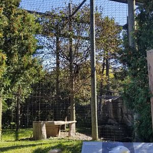 Rosamond Gifford - Steller's sea eagle