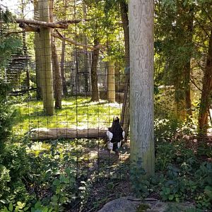 Rosamond Gifford - Steller's sea eagle