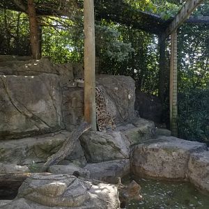 Rosamond Gifford - Snow leopard