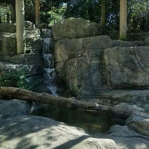 Rosamond Gifford - Snow leopard