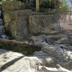Rosamond Gifford - Snow leopard cub playing
