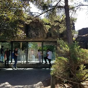 Rosamond Gifford - Snow leopard viewing window
