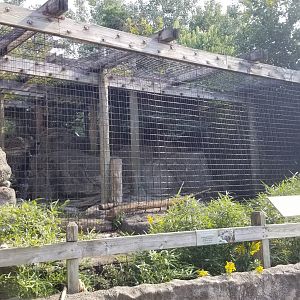 Rosamond Gifford - Snow leopard from front