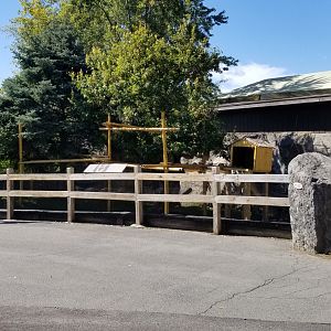 Rosamond Gifford - Red panda, Reeve's muntjac