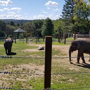Rosamond Gifford - Asian elephants