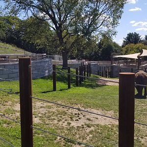 Rosamond Gifford - Asian elephants