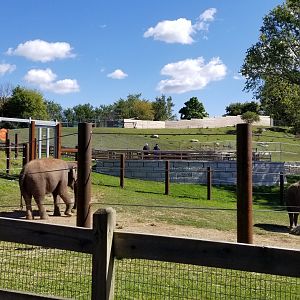 Rosamond Gifford - Asian elephants, with white-lipped deer behind/above