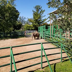 Rosamond Gifford - Asian elephants