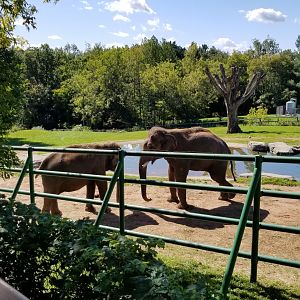 Rosamond Gifford - Asian elephants