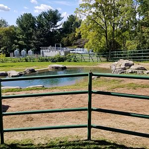 Rosamond Gifford - Asian elephants