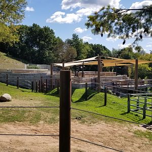 Rosamond Gifford - Asian elephants, sitting area