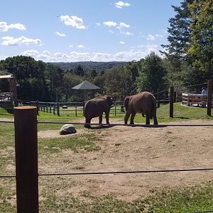 Rosamond Gifford - Asian elephants