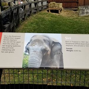 Rosamond Gifford - Asian elephant signs, Siri