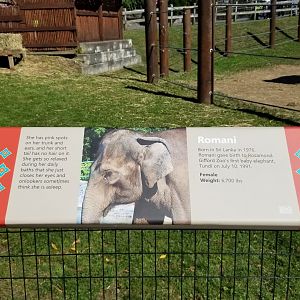 Rosamond Gifford - Asian elephant signs, Romani