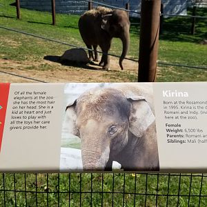 Rosamond Gifford - Asian elephant signs, Kirina