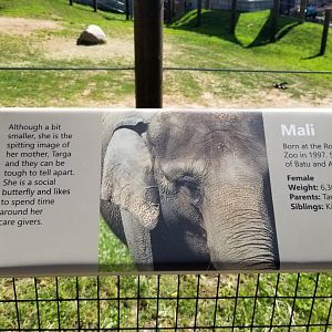 Rosamond Gifford - Asian elephant signs, Mali