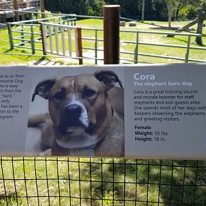 Rosamond Gifford - Asian elephant signs, Cora the barn dog