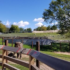Rosamond Gifford - Asian elephants, white-lipped deer above/behind