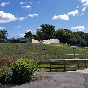 Rosamond Gifford - White-lipped deer