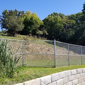 Rosamond Gifford - White-lipped deer