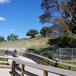 Rosamond Gifford - White-lipped deer