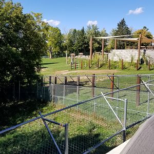 Rosamond Gifford - Asian elephants, corner of red wolves