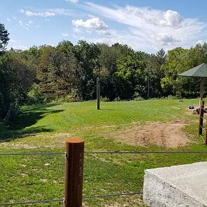 Rosamond Gifford - Asian elephants